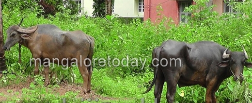 illegally transport buffaloes 1